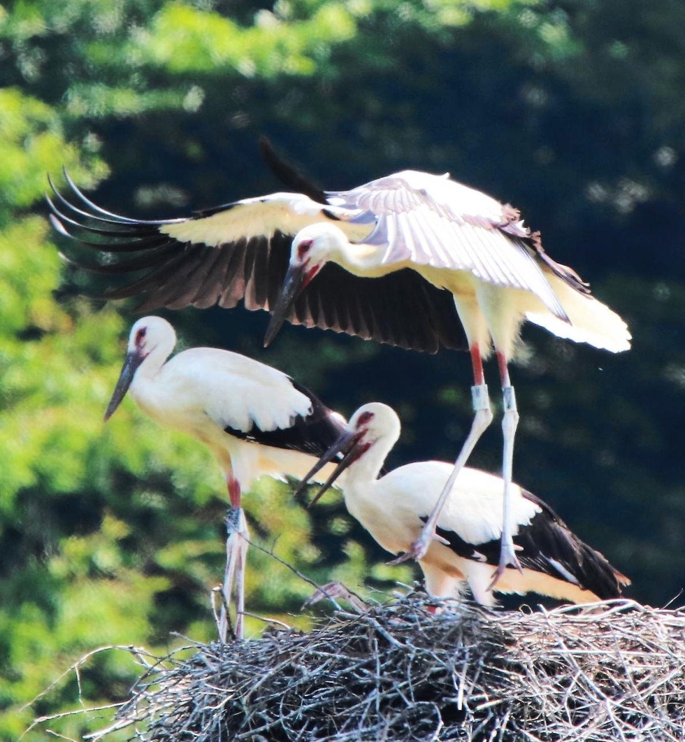 野外コウノトリ、生息数500羽超に 放鳥から今年で20年 豊岡の郷公園