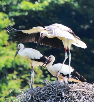 羽ばたきの練習を繰り返すコウノトリのひな＝３日、豊岡市祥雲寺