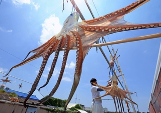 青空の下で揺れる干しダコ＝７日午前、明石市二見町東二見