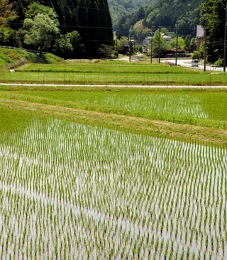 三田市内では至る所で水田がみられる＝２０１９年、三田市内