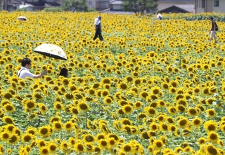 畑を埋める満開のヒマワリ＝２１日午前、兵庫県佐用町林崎