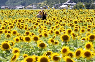 真夏の日差しを浴びて満開を迎えたヒマワリ＝２１日午後、兵庫県佐用町林崎