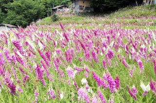 廃村の棚田跡に広がるジギタリス＝兵庫県香美町村岡区小城