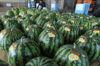 直売所に集められた大玉のスイカ＝丹波篠山市一印谷（撮影・小林良多）