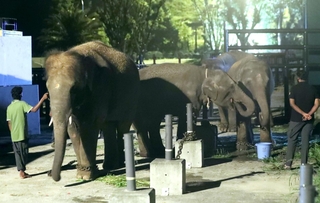 姫路セントラルパークに到着したアジアゾウ＝２６日未明、姫路市豊富町神谷