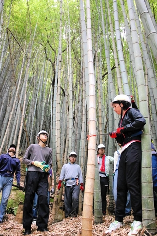 人の手が入らなくなった放置竹林で、神戸市は伐採体験を開いている＝神戸市須磨区多井畑