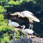 羽ばたきの練習を繰り返すコウノトリのひな＝３日、豊岡市祥雲寺