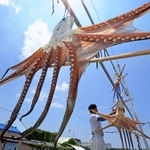 青空の下で揺れる干しダコ＝７日午前、明石市二見町東二見