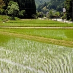 三田市内では至る所で水田がみられる＝２０１９年、三田市内