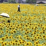 畑を埋める満開のヒマワリ＝２１日午前、兵庫県佐用町林崎