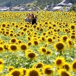 真夏の日差しを浴びて満開を迎えたヒマワリ＝２１日午後、兵庫県佐用町林崎