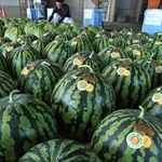 直売所に集められた大玉のスイカ＝丹波篠山市一印谷（撮影・小林良多）