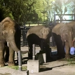 姫路セントラルパークに到着したアジアゾウ４頭＝２６日未明、姫路市豊富町神谷
