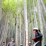 人の手が入らなくなった放置竹林で、神戸市は伐採体験を開いている＝神戸市須磨区多井畑