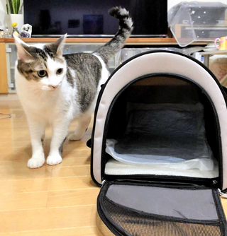 災害時の避難の備え、平時からペットをケージやキャリーバッグに慣れさせておくことが大切という＝神戸市内