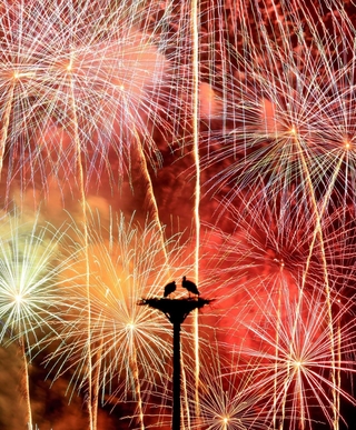 放鳥から２０年。花火が夜空に打ち上がると、２羽のコウノトリのシルエットが浮かび上がった＝２日午後、豊岡市内