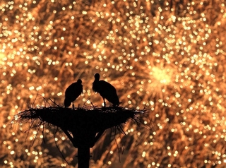 放鳥から２０年。花火が夜空に打ち上がると、２羽のコウノトリのシルエットが浮かび上がった＝２日夜、豊岡市内