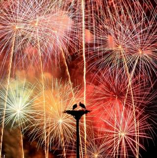 放鳥から２０年。花火が夜空に打ち上がると、２羽のコウノトリのシルエットが浮かび上がった＝２日夜、豊岡市内