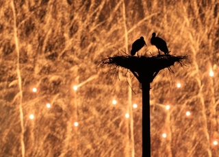 放鳥から２０年。花火が夜空に打ち上がると、２羽のコウノトリのシルエットが浮かび上がった＝２日夜、豊岡市内