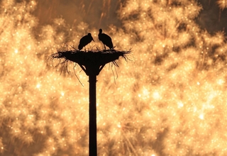 放鳥から２０年。花火が夜空に打ち上がると、２羽のコウノトリのシルエットが浮かび上がった＝２日夜、豊岡市内