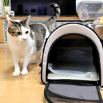 災害時の避難の備え、平時からペットをケージやキャリーバッグに慣れさせておくことが大切という＝神戸市内