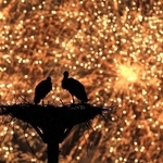 放鳥から２０年。花火が夜空に打ち上がると、２羽のコウノトリのシルエットが浮かび上がった＝２日夜、豊岡市内