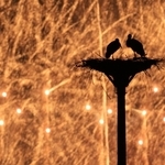 放鳥から２０年。花火が夜空に打ち上がると、２羽のコウノトリのシルエットが浮かび上がった＝２日夜、豊岡市内