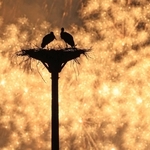 放鳥から２０年。花火が夜空に打ち上がると、２羽のコウノトリのシルエットが浮かび上がった＝２日夜、豊岡市内
