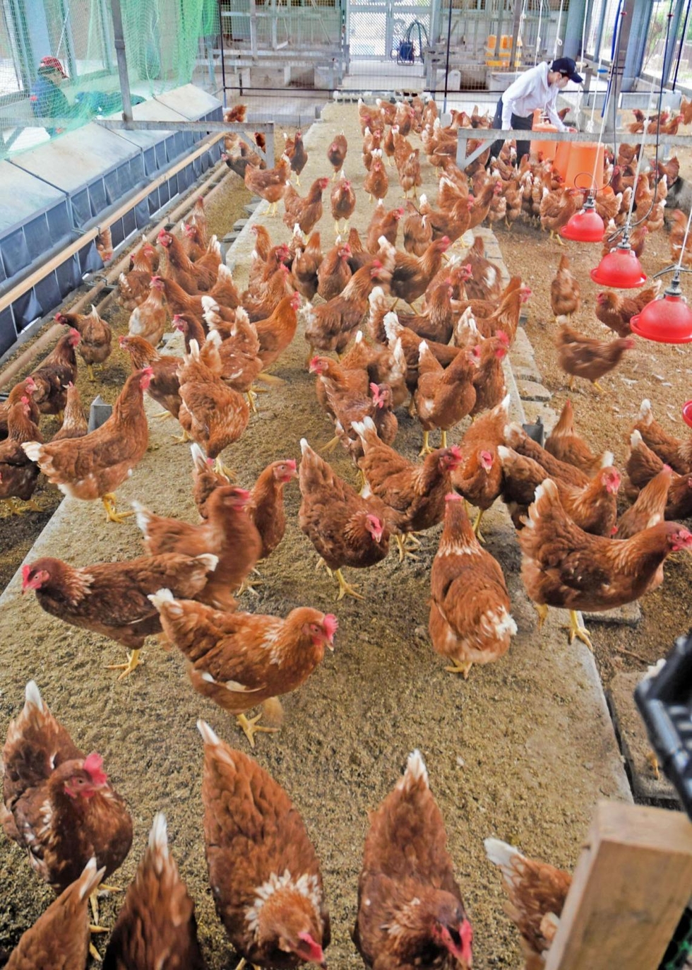 鶏の飼育、かごを撤去し「平飼い」に 農業高校が次々導入 ストレス