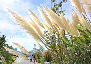秋空の下で、潮風に揺れるパンパスグラス＝９日午後、神戸市中央区新港町