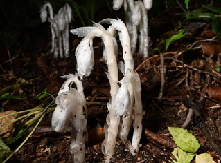 白くユニークな形状をしたギンリョウソウモドキの花＝神戸市灘区六甲山町北六甲、六甲高山植物園
