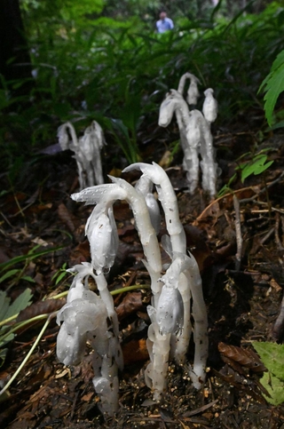 薄暗い林の中で咲いたギンリョウソウモドキ＝１１日午後、神戸市灘区六甲山町北六甲、六甲高山植物園