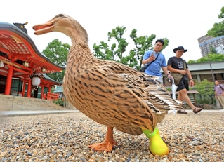 負傷した足を保護するため、黄色の靴を履くアイガモの「すーちゃん」＝生田神社 