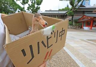 段ボールで運ばれるカモの「すーちゃん」＝生田神社