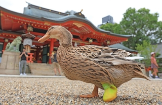 負傷した足を保護するため、黄色の靴を履くカモの「すーちゃん」＝生田神社