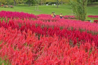 ピンクや赤などの花が見頃を迎えたケイトウ＝淡路市夢舞台、国営明石海峡公園
