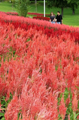 ピンクや赤などの花が見頃を迎えたケイトウ＝淡路市夢舞台、国営明石海峡公園