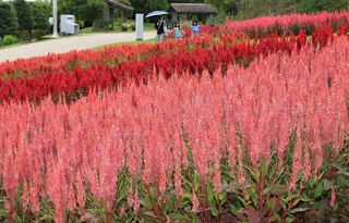 ピンクや赤などの花が見頃を迎えたケイトウ＝淡路市夢舞台、国営明石海峡公園