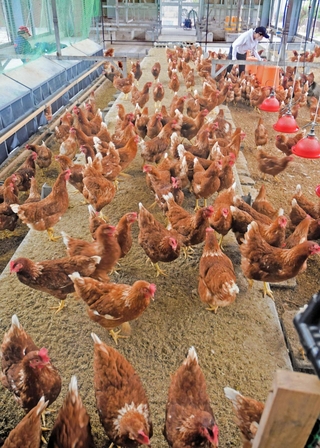 この夏、「ケージ」から「平飼い」にリニューアルした県立農業高校の鶏舎＝加古川市平岡町新在家