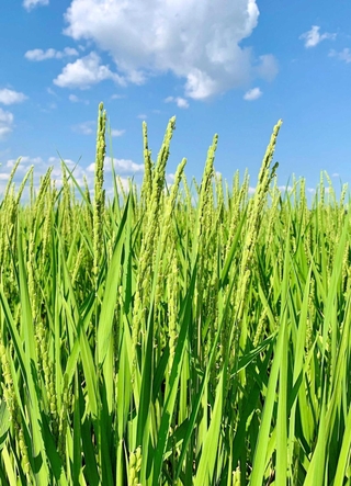 出穂した山田錦＝加西市