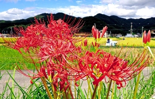 赤いヒガンバナが収穫時期を迎えた田のあぜを彩っている＝神戸市北区山田町東下
