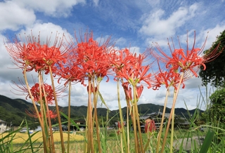 赤いヒガンバナが収穫時期を迎えた田のあぜを彩っている＝神戸市北区山田町東下