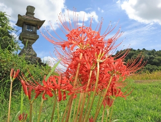 赤いヒガンバナが収穫時期を迎えた田のあぜを彩っている＝神戸市北区山田町東下