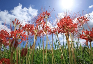 残暑が続く中、赤いヒガンバナが田のあぜを彩っている＝神戸市北区山田町東下