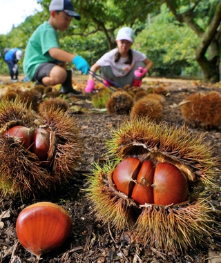 いがの中からつややかな実をのぞかせる栗＝21日、丹波市氷上町、福田観光栗園