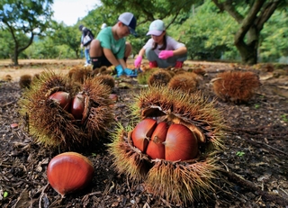 いがの中からつややかな実をのぞかせる栗＝21日、丹波市氷上町、福田観光栗園