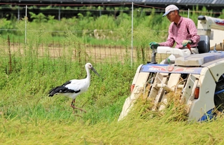 稲刈りをするコンバインのそばで餌を探すコウノトリ。秋の恒例の風景となっている＝２３日午後、豊岡市内