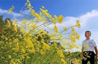 青空の下で咲き誇る秋の七草オミナエシ＝神戸市北区、あいな里山公園（撮影・小林良多）