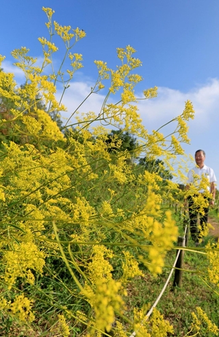 青空の下で咲き誇る秋の七草オミナエシ＝神戸市北区、あいな里山公園（撮影・小林良多）