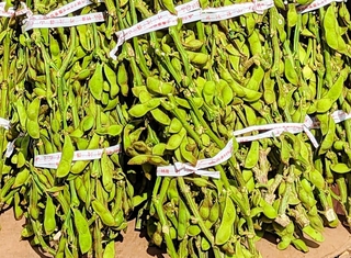 丹波篠山特産の「丹波篠山黒枝豆」＝２０２３年１０月、丹波篠山市内